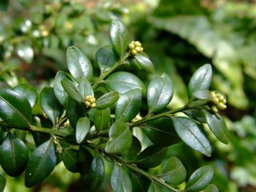 Privick Mill Nursery / Common Box / Buxus Sempervirens / 25 seeds / Hedging