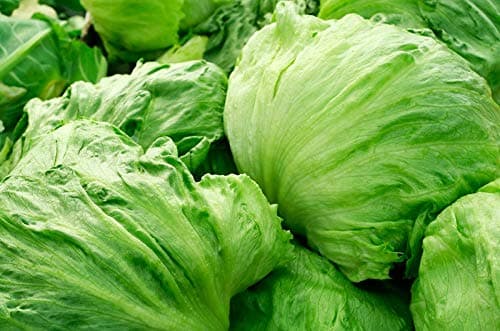 Iceberg Lettuce"Kinga" -