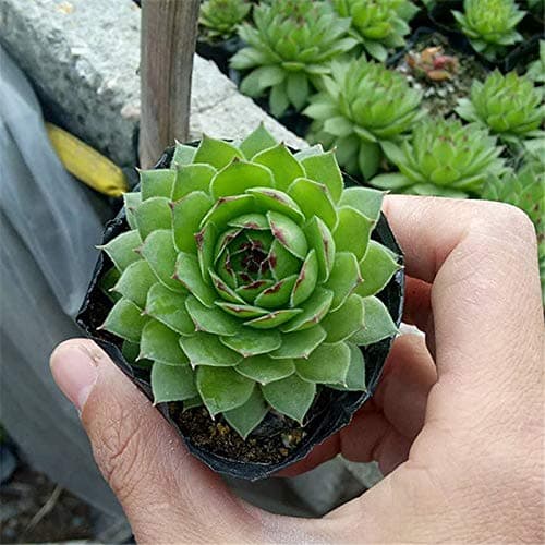 Succulent Live Plant - Sempervivum tectorum