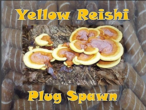 Yellow Reishi Mushroom Plug Spawn 50 Count