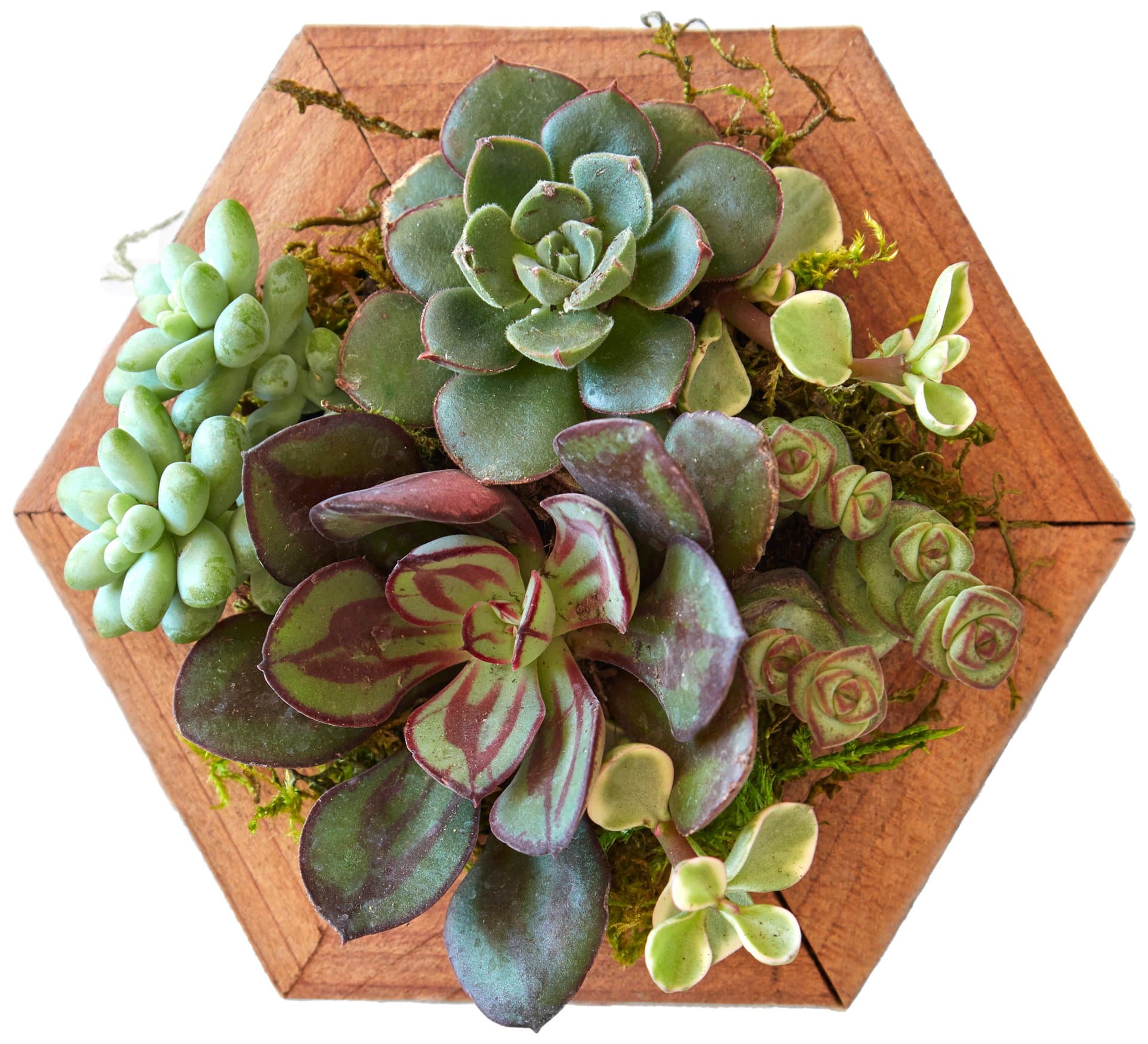 Succulent Gardens Single Succulent Planter - 4" Hexagon, 4" Diameter, Multi-Colored