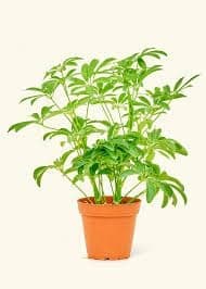 Garden Art Schefflera MIni Green Live Plant With Grower's Pot| Indoor Healthy Air purifying plant for Home, Office, Garden Decor
