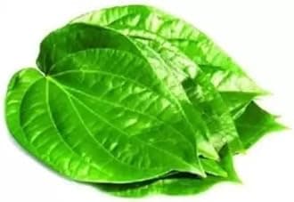 Greenhouse Stock Betel Leaf Plant (Pack of 1) | Healthy Live Plant