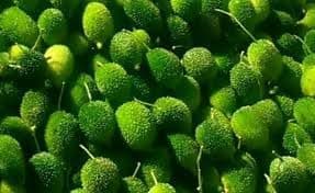 16 seeds, Kakrol seeds, Germination tested (16 seeds)