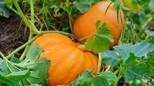Hybrid pumpkin seeds for farming 100% germination (70 seeds)