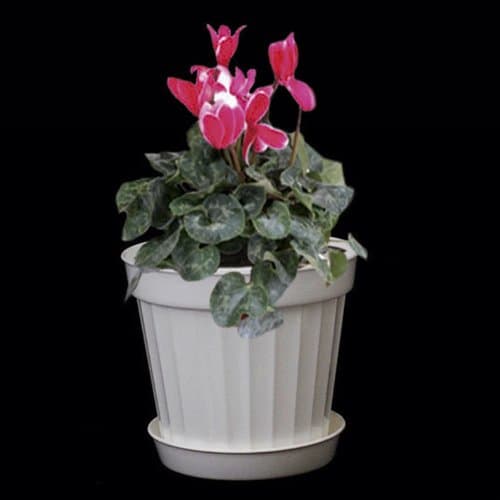 Plastic Decorative Pots #5 White, 6 Pack