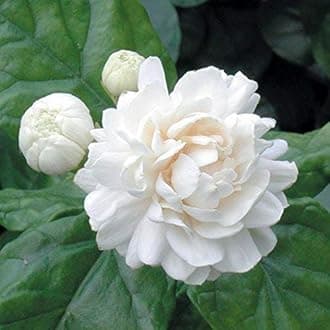 PAZARIO Live White Mogra/Jasmine Sambac/Arabian Jasmine Aromatic Flower Plant for Home Garden with Plastic Pot Free