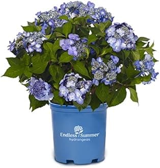 Endless Summer Collection - Hydrangea mac. Endless Summer Twist-N-Shout (Reblooming Hydrangea) Shrub, RB pink or blue, #3 - Size Container