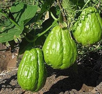 New Fresh 90pcs Chayote Vegetable Seeds Generic