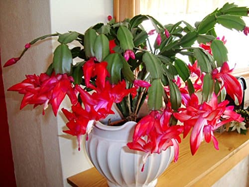 Red Zygoschlumbergera