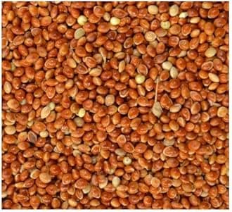 Red Millet Seed Budgie Finch Canary or Wild Bird Food 10kg 5kg 3kg 2kg 1kg 500g Garden Bird Food (Red 500g)