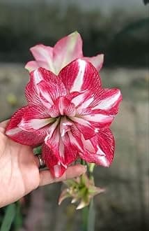 � Imported Amaryllis Lily White & Magenta Color Flower Bulbs For Gardening (Pack Of 5 Bulbs)