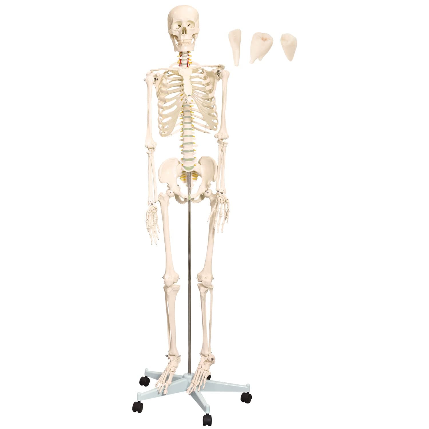 Scientific Anatomical Model : Life Size Human Skeleton