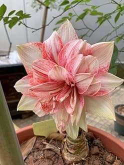 SVG® Imported Double Amaryllis Lily Flower Bulbs for Planting and Gardening, Pack Of 5 Bulbs (Red & Cream)