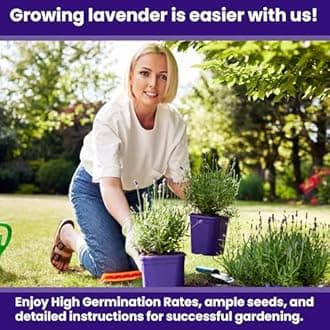 NatureZ Edge 7500 English Lavender Seeds for Planting Outdoors or Indoors, 90% Germination, to Give You The Lavender Plant You Need, Non-GMO, Heirloom Herb Seeds (5 Pack)