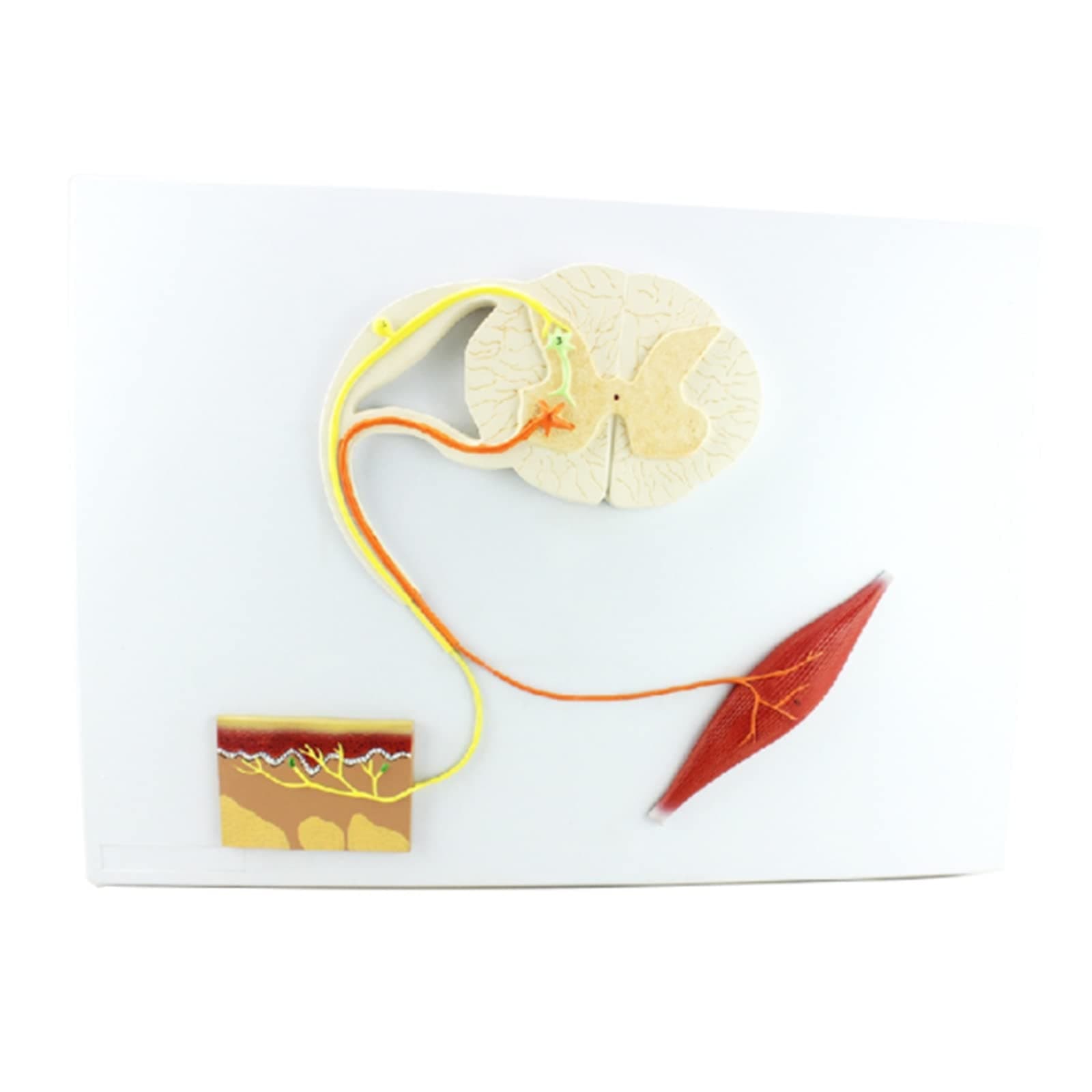 XHLLX Reflex Arc Nerve Conduction Model Conditioned Reflex Model Central Nerve Conduction Medical Anatomical Knee Reflex Nerve Conduction Demonstration Tool Study Teaching