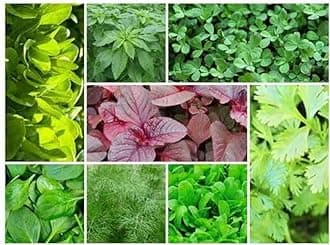 Green leafy vegetables seeds High Germination (200 seeds)