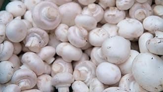 100 Grams of White Button Mushroom Spawn Mycelium to Grow Gourmet Mushrooms at Home or commercially - G1 or G2 Spawn