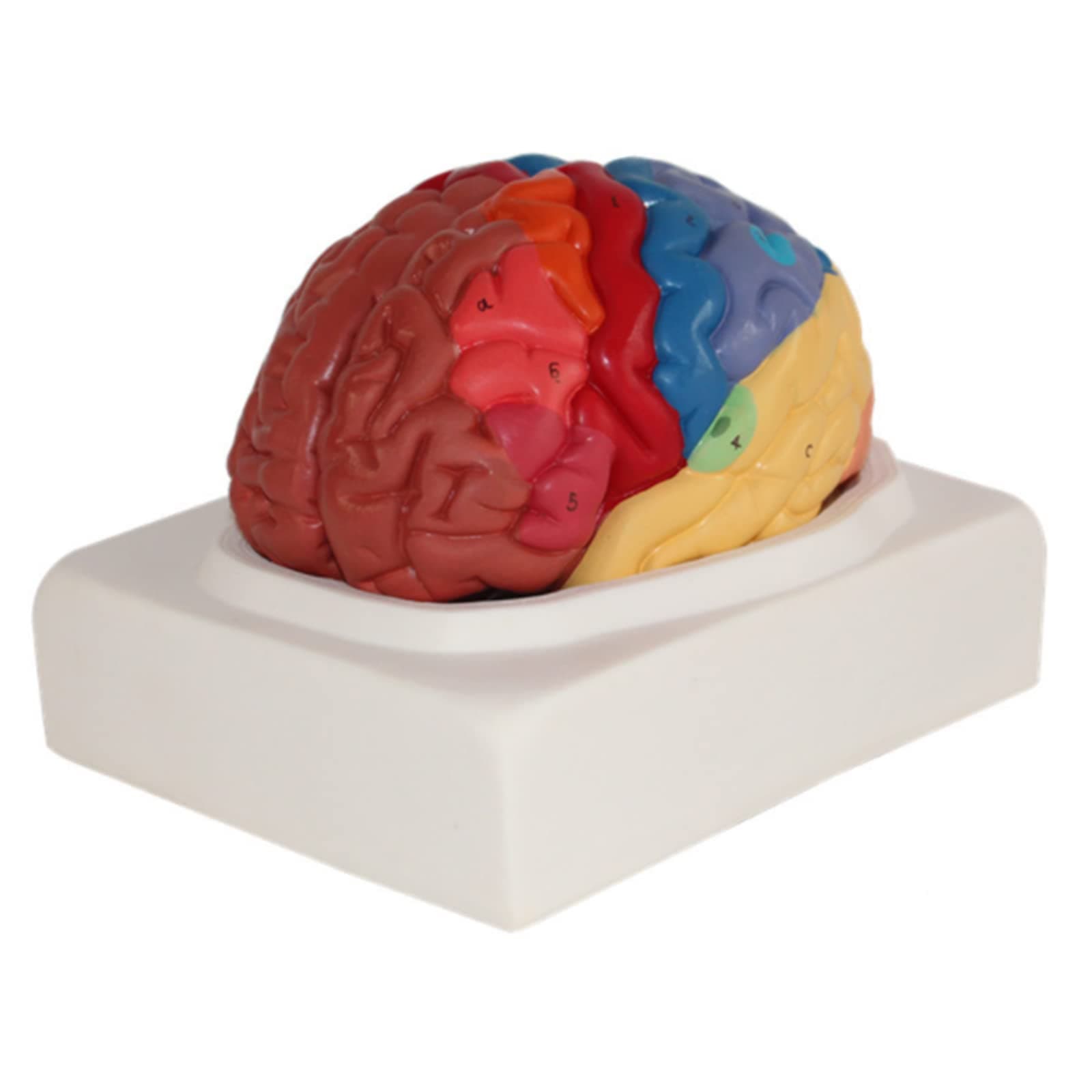 Brain Anatomical Model Color-Coded Partitioned Brain Model Life Size Human Brain Cerebral Cortex Anatomical Model Removable 2 Parts Human Brain Model Teaching Anatomy Science Classroom