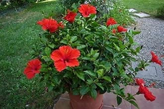 Rameshvar Enterprises Gudhal Live Plant (Red Hibiscus Flower Plant)