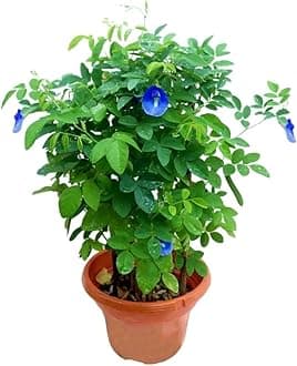 Blue Aprajita Flower Live Plant with Beautiful Pot – Asian Pigeonwings Butterfly Pea – Outdoor Balcony Garden Creeper – Easy Care Ornamental Plant for Home Decor