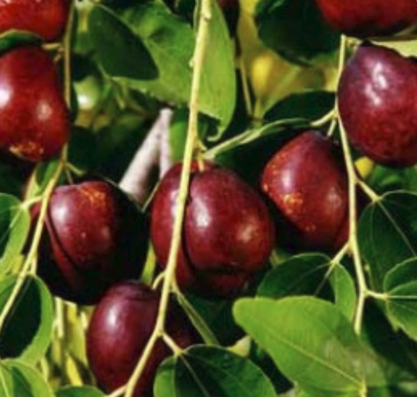 Li Jujube Fruit Tree- Chinese Dates: Grafted