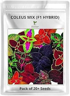 Ekaaksh - Coleus Rainbow Mix (F1 Hybrid) Seeds + Free Seed Germination Paper + Planting Guide - New Seeds with Test Result - Best for Pots, Terrace & Kitchen Gardening