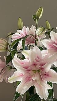 SVG® Double Oriental Lily Flower Bulbs for Home and Gardening, pack of 5 Bulbs (GREY WITH CREAM)