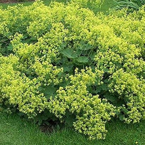 Lady's Mantle- 50 Seeds
