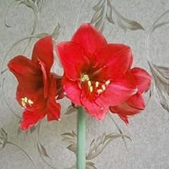 Amaryllis Seeds 20Pcs/Bag Amaryllis Seeds Quick Growth Landscaping Non GMO Easy Care Amaryllis Seeds Houseplants Garden Supplies Dark Red