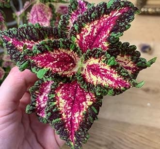 Imported Coleus flower seeds | multicolor shade 2 color Flowers Planting Seedfor home indoor & gardening | Pack Of 40-60 seeds