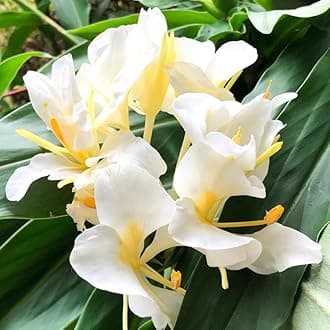 Butterfly Ginger Lily �Hedychium coronarium� � Plants