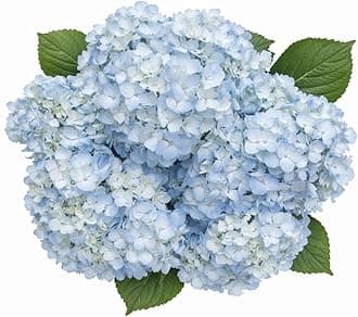 - GlobalRose 20 Blue Hydrangea Flowers Responsibly Sourced Hand-Picked Fresh Bouquet for Graduation, Anniversary, Birthday & Special Occasions