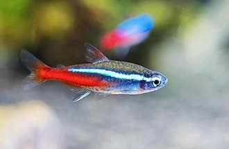 15 Neon Tetra (Paracheirodon innesi) Freshwater Aquarium Fish Live (Approx. Size 1.5 cm) (1-2cm, 15, Count)