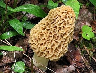 Morel Mushroom Spores in Sawdust Bag Garden Mushrooms Spore Grow Kit Makes 5 gal…