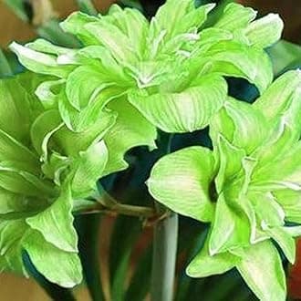 Amaryllis Seeds 20Pcs/Bag Amaryllis Seeds Quick Growth Landscaping Non GMO Easy Care Amaryllis Seeds Houseplants Garden Supplies Light Green