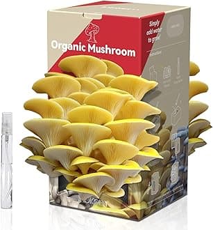 inbloom Organic Golden Oyster Mushroom Growing Kit with Spray, Harvest Fresh Mushrooms at Home, Beginner Friendly & Easy to Use, Unique Gardening Gift for Holiday, Handmade in New Jersey, USA