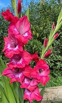Gladiolus Flower Bulbs All session Imported Vearty for Home and Gardening Pack of 5 bulbs (DARK PINK)
