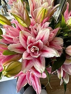 SVG® Oriental lily Double Imported Flower Bulbs All season for Your Home and Gardening Pack 2 bulbs (FADED PINK)
