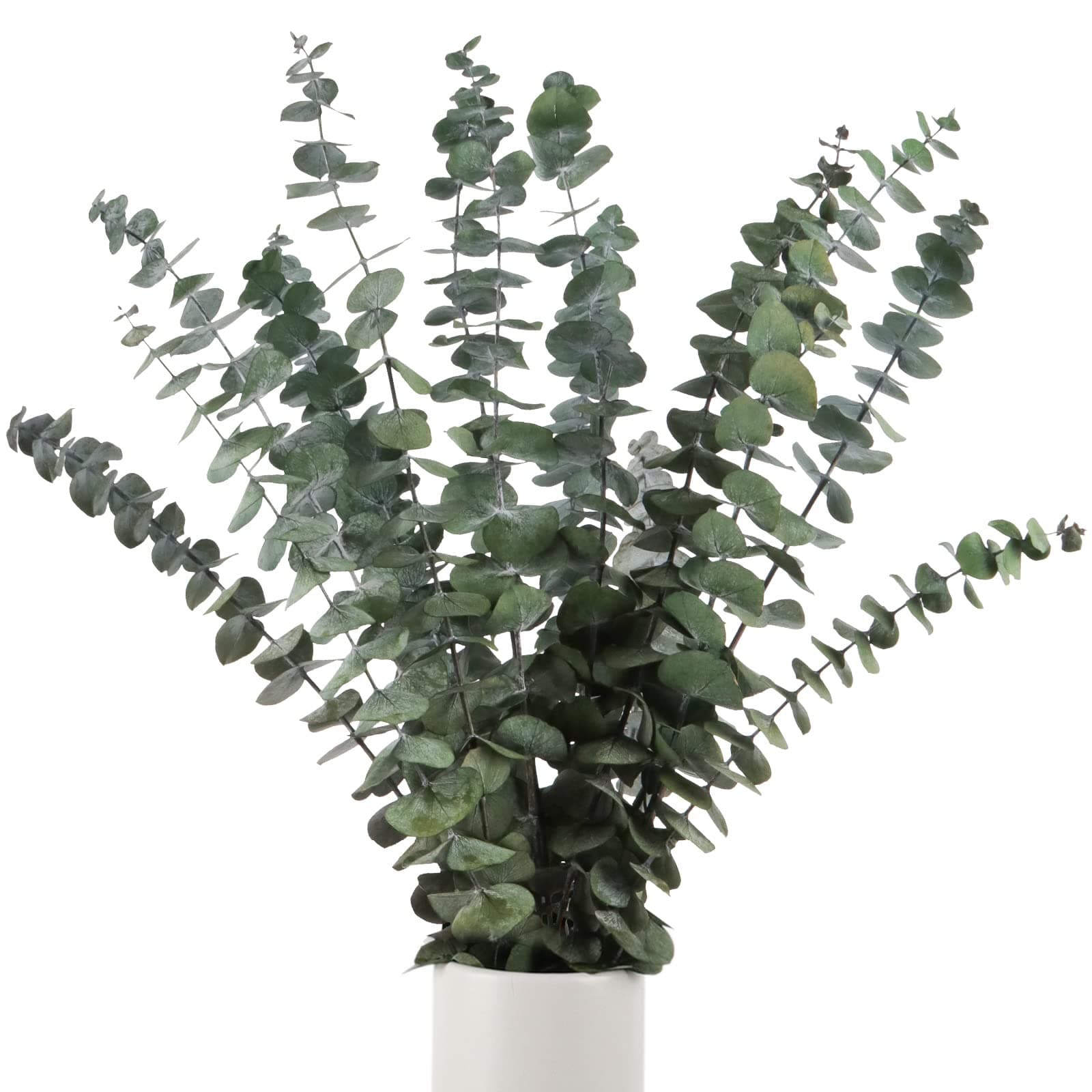 Beferr Dried Eucalyptus Stems Real 10PCS 17'' Fresh Eucalyptus Branches Live Eucalyptus Bundle Plant Preserved Greenery for Vase Filler Home Decor