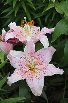SVG® Oriental lily Double Imported Flower Bulbs All season for Your Home and Gardening Pack 2 bulbs (DOTED PINK)