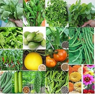 Seedbasket Seasonal Native/Desi Vegetable Seeds Kit – Pack of14 Verities - 3200+ Seeds | Easy-to-Grow Home Garden Veggies – High Yield, Native & Non-GMO Seeds with Instruction Manual