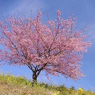 2 Kwanzan Cherry Blossom Tree Live Plants (6''-10'' Tall)- Japanese Cherry Blossom for Gardening - Not Ship CA