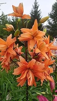 SVG® Double Oriental Lily Flower Bulbs for Home and Gardening, pack of 5 Bulbs (ORANGE)