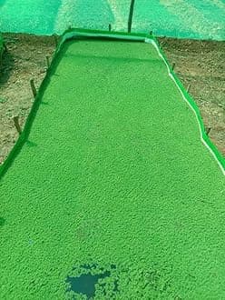 Ajola grass seeds || Seeds for ajola grass || Pack of 300