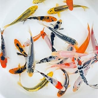 Toledo Goldfish Standard Fin Koi, Variety of Colors and Patterns - Beautiful Live Fish Perfect for Ponds, Tanks, and Aquariums - 8-10 Inches, 10 Count