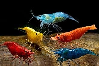 Swimming Creatures™ Premium Neocaridina Shrimp – Freshwater Aquarium Shrimp (20, Premium Mix (5 Colors))