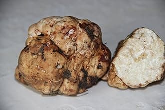 Seeds Truffle White Mushrooms Spores Spawn Substrate Mycelium for Planting Non GMO