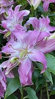 SVG® Double Oriental Lily Flower Bulbs for Home and Gardening, pack of 5 Bulbs (VIOLET SHADE)