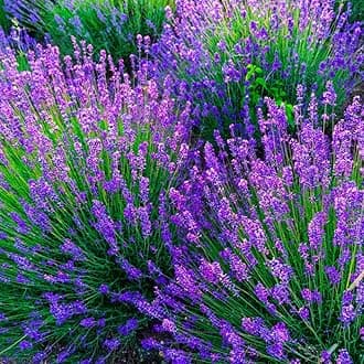 2 Lavender Plants, Live Lavender Flower Plant 2 to 4 Inch, Fragrant Shrub Indoor Outdoor Planting (Munstead Lavender)